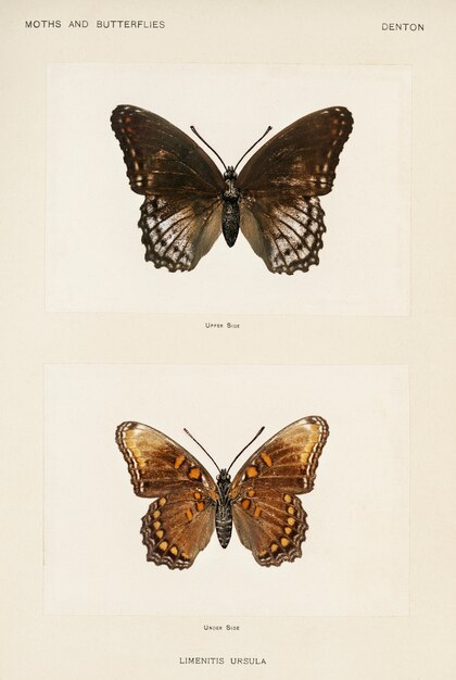 Red-spotted Purple (Limenitis Ursula) from Moths and butterflies of the United States 