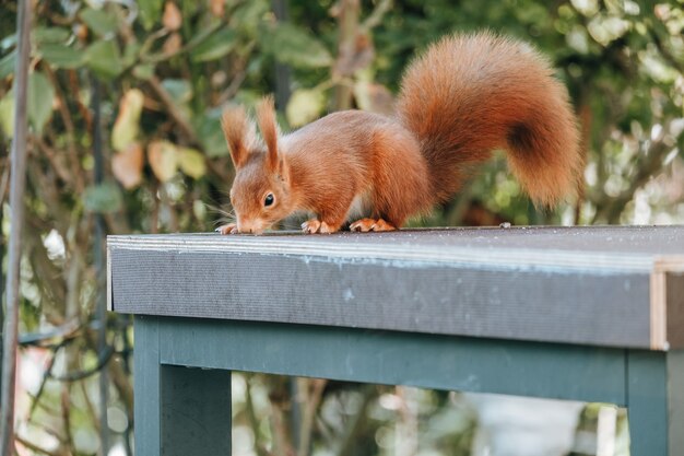 Red squirrel on a blue table outdoors