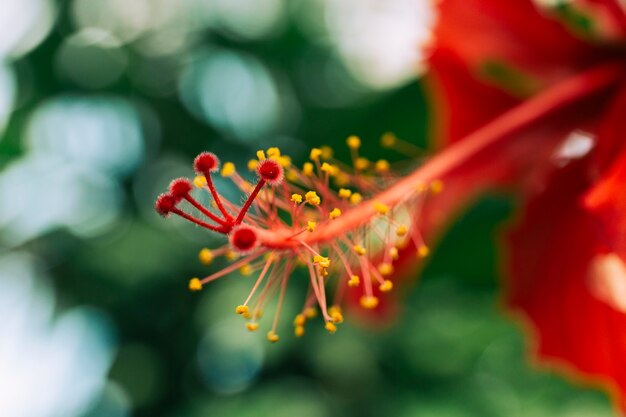 Red stamen of hibiscus flower