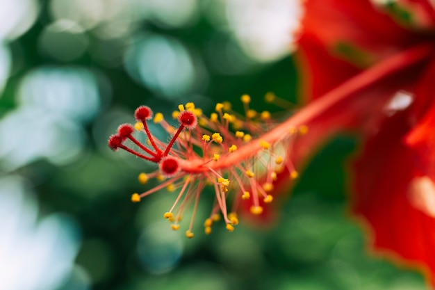 Red stamen of hibiscus flower