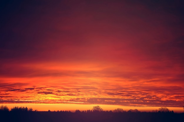木々の上の赤い夕日の雲。