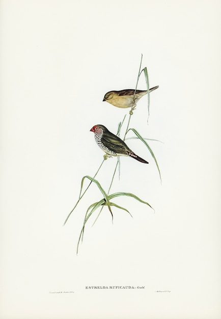 엘리자베스 굴드의 삽화가있는 붉은 꼬리 핀치 (Estrelda ruficauda)