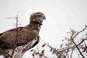 Free photo red-tailed hawk perched on a tree branch