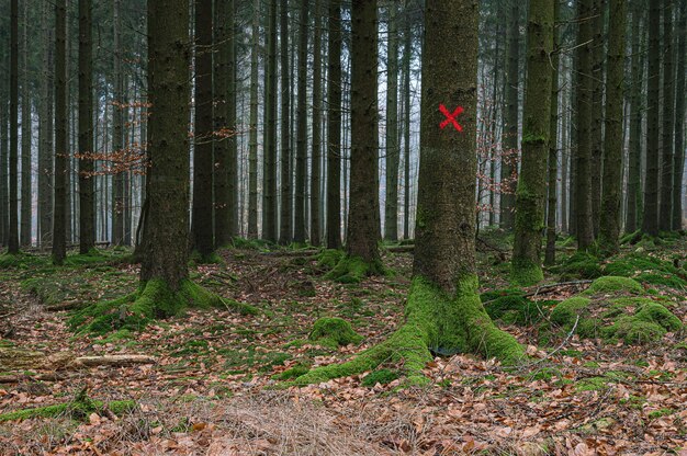 Red target on a tree in the forest