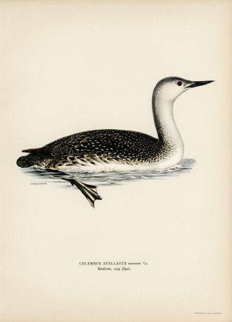 Red-thoated loon (Colymbus stellatus) illustrated by the von Wright brothers.