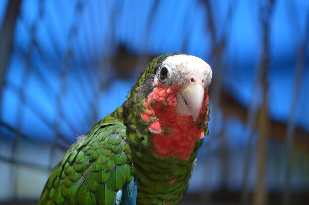 Red throated green conure bird with ruffled feathers.