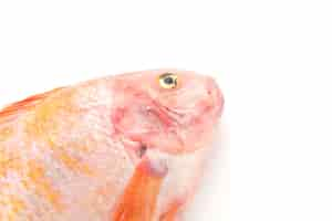 Free photo red tilapia