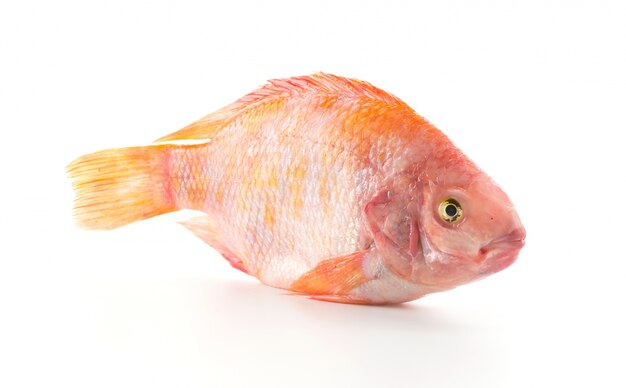 red tilapia