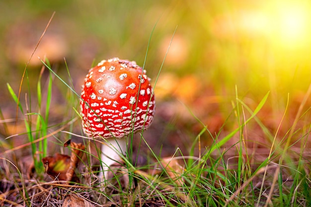 Red toadstool