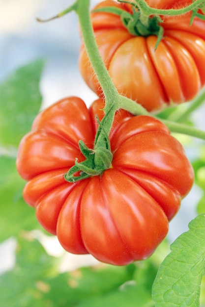 Red tomatoes on a branch