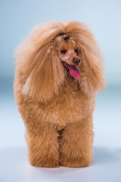 赤いおもちゃプードルの子犬