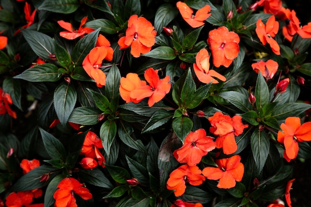 Red tropical flowers and leaves background