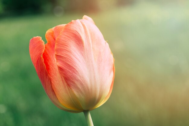 Red tulip flower blooming in filed