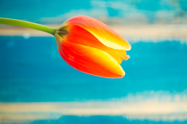 Red tulip flower on wooden background 