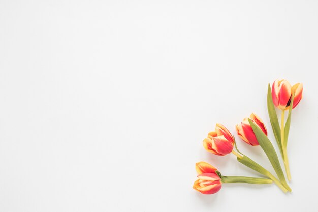 Red tulip flowers on white table