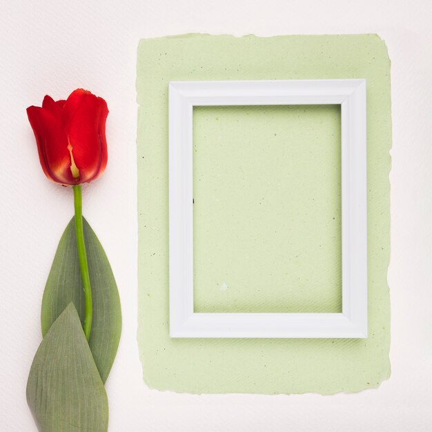 Red tulip near the white wooden frame on green paper over white backdrop