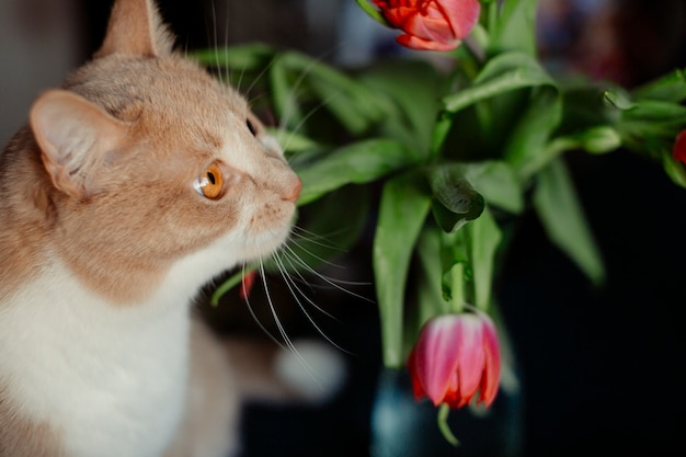 Red tulip touches nose of a fluffy cat