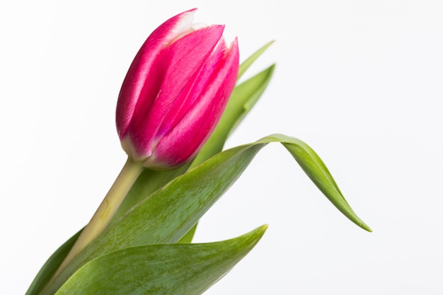 Red tulip with green leaves isolated on white