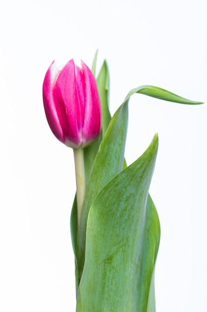 Red tulip with green leaves isolated on white