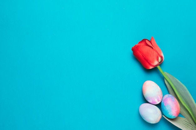 Red tulip with multicolored easter eggs on the corner of blue backdrop