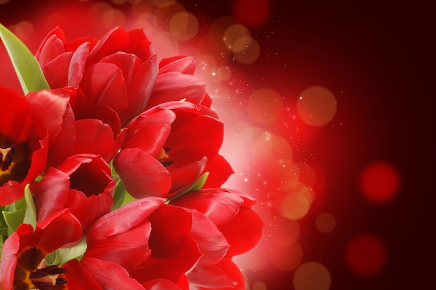 Red tulips on a bokeh background