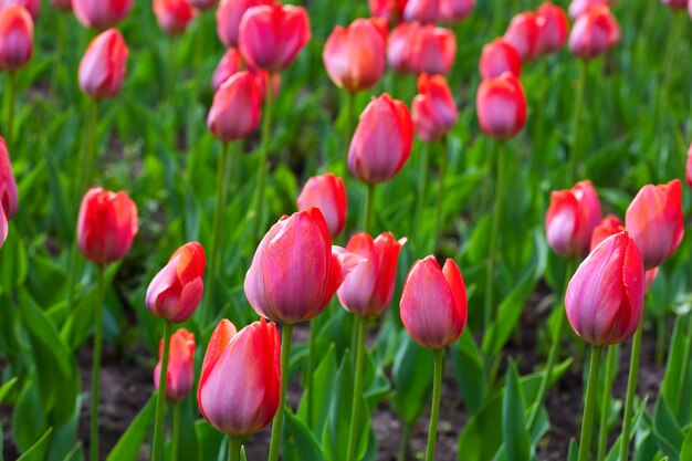 Red tulips field 