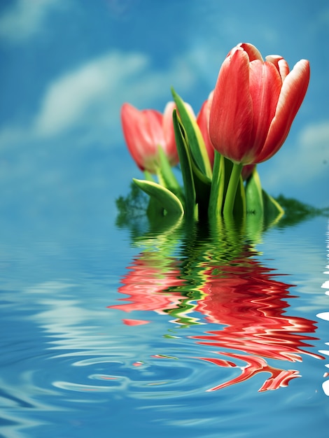 Бесплатное фото Красные тюльпаны отражение в воде