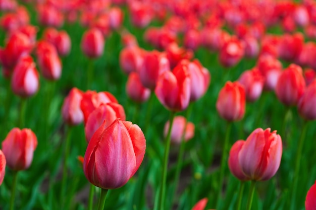 Red tulips in spring