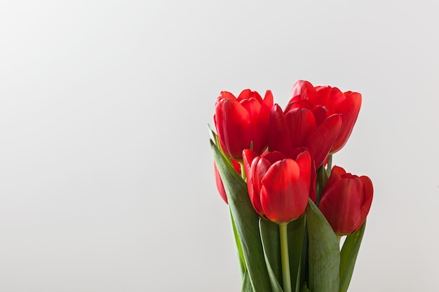 Free photo red tulips in a white background