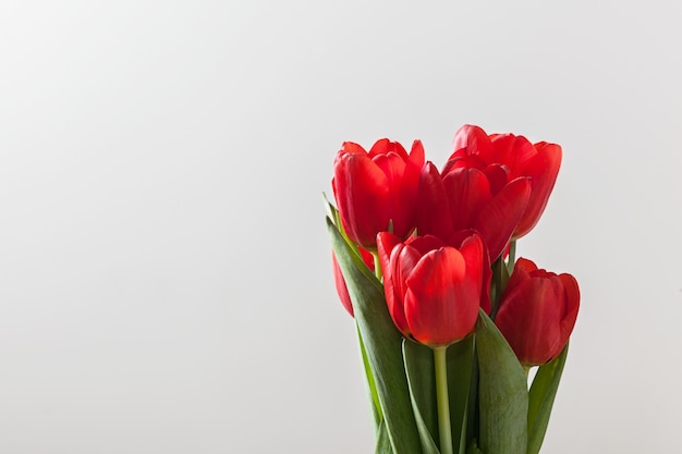 Red tulips in a white background