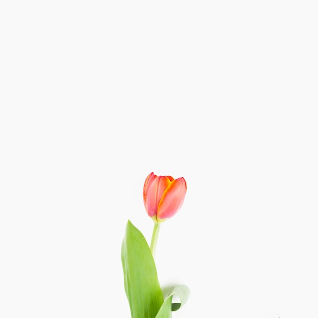 Red tulips with green leaves on white background