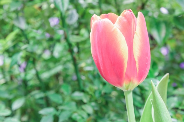 Foto gratuita tulipani rossi