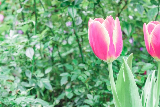 Red Tulips