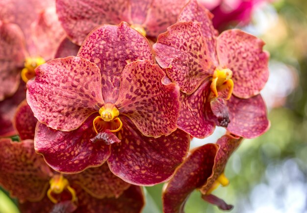 Красный цветок орхидеи Ванды