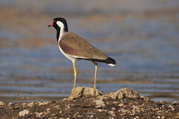 호수로 둘러싸인 땅에서 붉은 와틀 lapwing