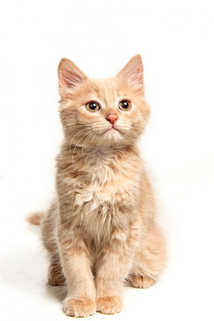 Foto gratuita il gatto rosso o bianco i su studio bianco