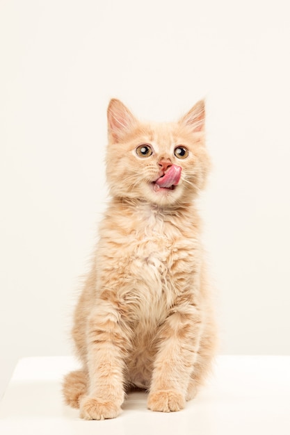 Foto gratuita il gatto rosso o bianco i su studio bianco