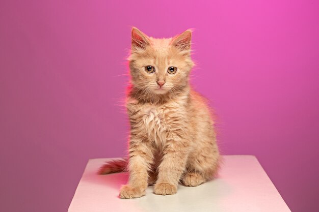 красный или белый кот на розовом студийном фоне