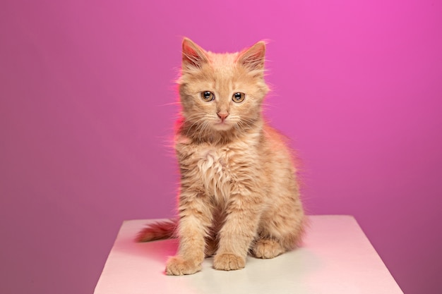 red or white cat on pink studio background