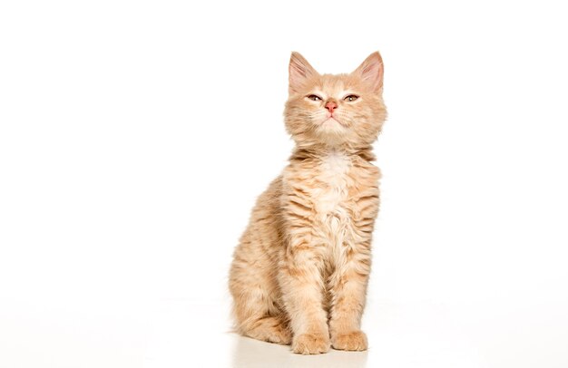red or white cat on white studio background