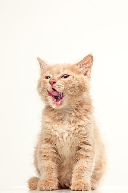 red or white cat on white studio background