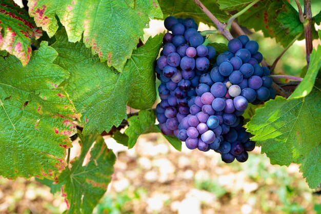 Red wine grapes hanging on the vine