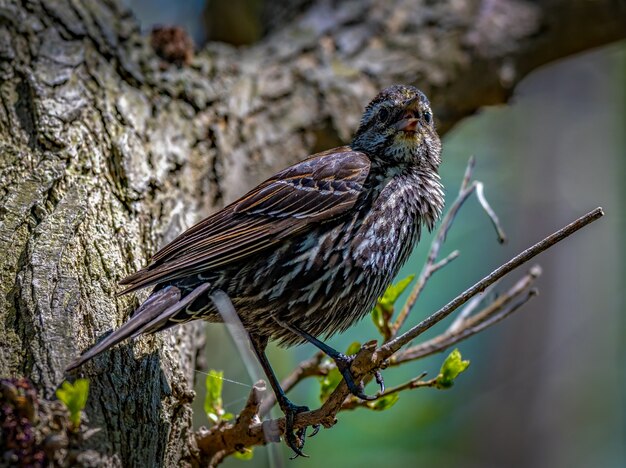 붉은 날개 검은 새 (Agelaius phoeniceus)