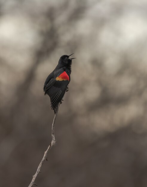 Красный крылатый черный дрозд, стоящий на ветке, пока щебетать с размытым фоном