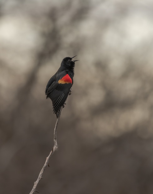 Red winged blackbird standing on branch while chirping with blurred background