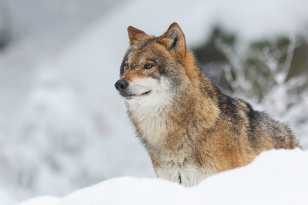 雪と木々に覆われた森の赤いオオカミ