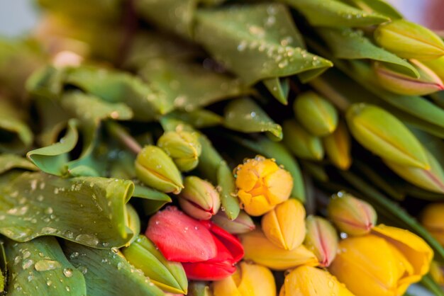 red and yellow, colorful tulips, flowers. Bouquet of colorful tulips close up on an old painted wooden background