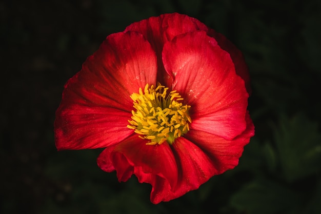 Free photo red and yellow flower in bloom