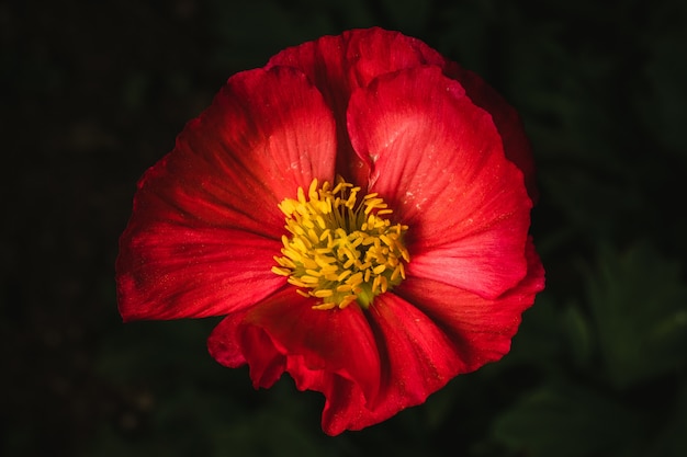 Red and yellow flower in bloom