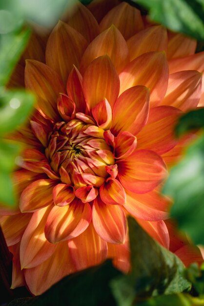 Red and yellow flower in macro shot